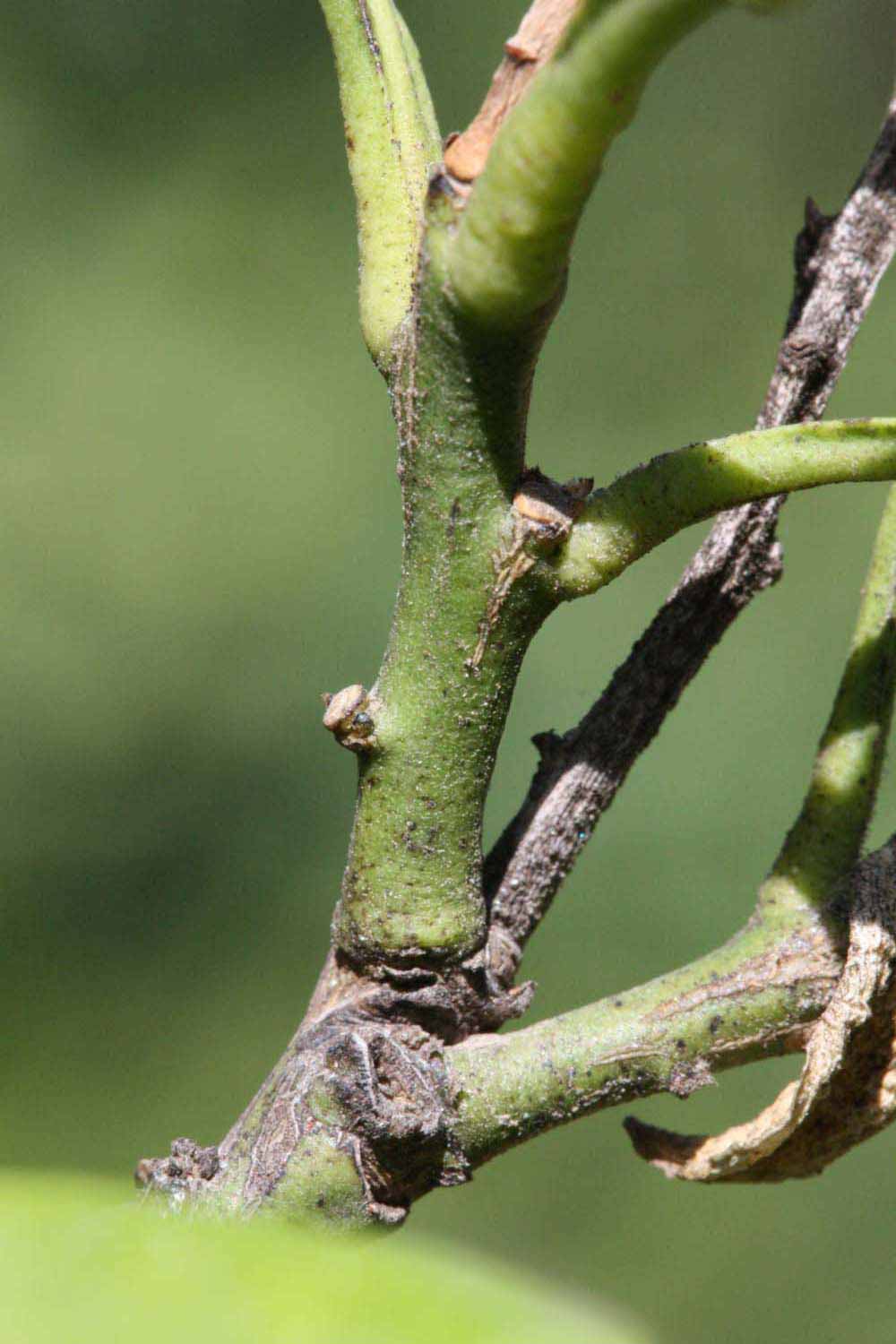            First year twig (Riverside, CA)   